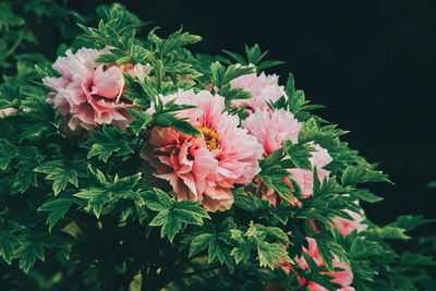 Close-up of pink flowering plant