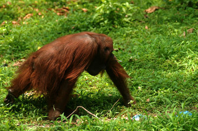 Orangutan smoking cigarette on grassy field at zoo