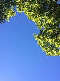 Low angle view of trees against clear blue sky