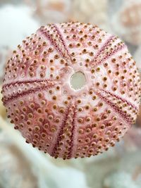 Close-up of  see urchin shell
