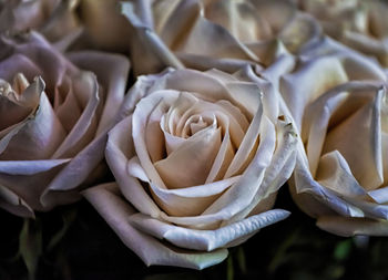 Still life - roses