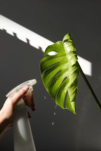 A girl is spraying a plant monstera deliciosa or swiss cheese plant on a dark background