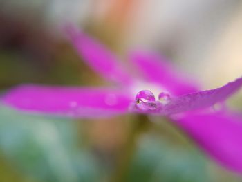 Close-up of wet pink flower