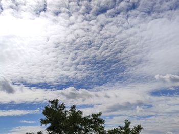 Low angle view of trees against sky