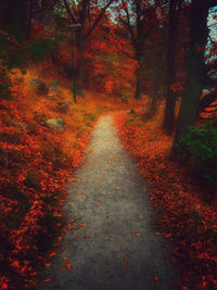 Footpath in forest during autumn