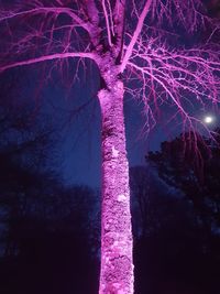 Low angle view of illuminated tree against sky at night