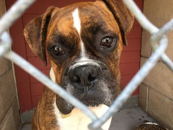 Close-up portrait of dog