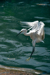Bird flying over lake