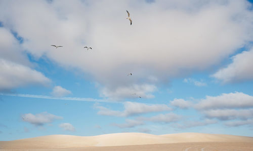 Low angle view of birds flying in sky