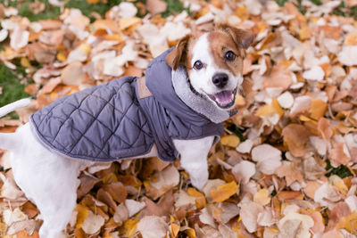 Portrait of dog on leaves during autumn