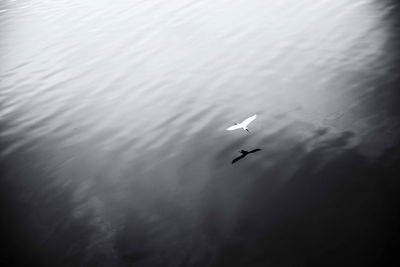 Swan swimming in water