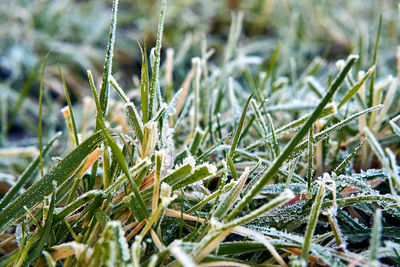 Close-up of frozen plant on field