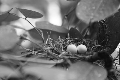 Close-up of eggs in nest