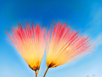 Low angle view of flowering plant against blue sky