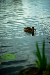High angle view of duck swimming in lake