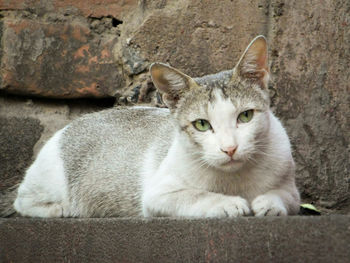 Portrait of cat