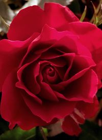 Macro shot of red rose