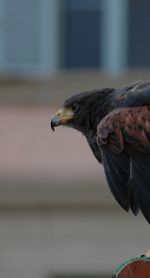 Close-up of bird perching outdoors