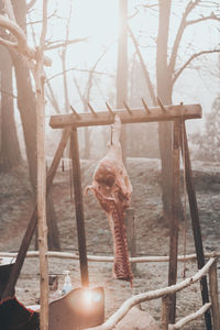 Meat hanging from wood at campsite in forest