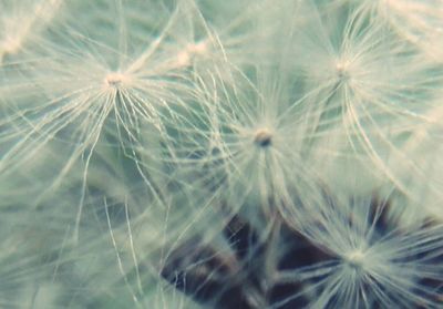 Close-up of dandelion on plant