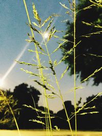 Plant growing in a park