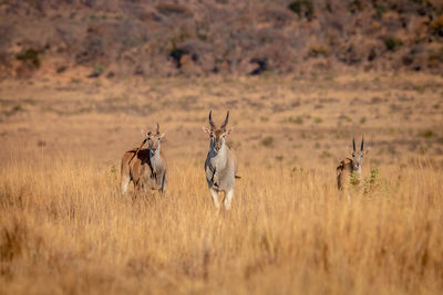 View of animals on field