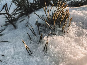 High angle view of frozen plant on snow covered land