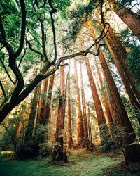 Low angle view of trees in forest