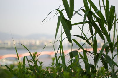 Close-up of plants growing on field against sky