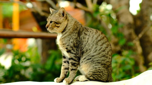 Close-up of a cat looking away