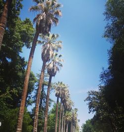 Low angle view of palm trees against blue sky