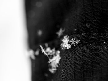 Close-up of snowflakes on glass