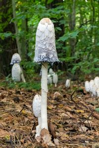 Close-up of mushroom growing in forest