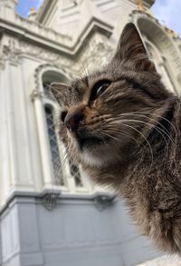 Close-up of a cat