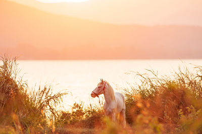 Close-up of horse on field against sky during sunset