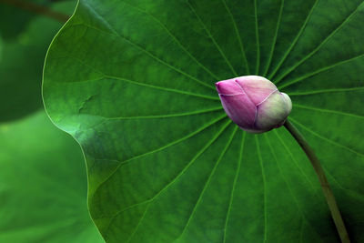 Close-up of pink lotus water lily on plant
