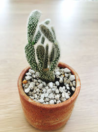 High angle view of potted plant on table