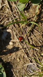 High angle view of ladybug on field