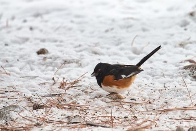 Close-up of bird perching on snow