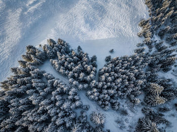 Aerial view of snow covered trees during winter