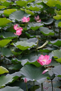 Close-up of pink lotus water lily