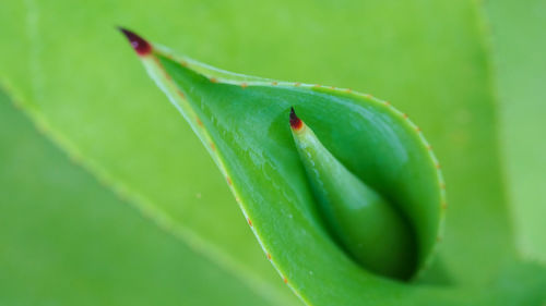 Close-up of insect on leaf