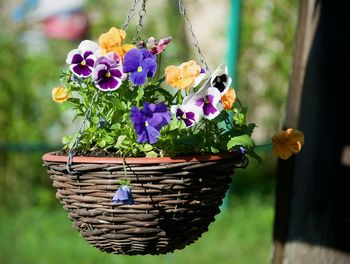 Close-up of multi colored flowers in basket
