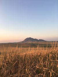 Scenic view of field against clear sky during sunset