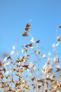 Close-up view of dried flowers on the blue sky background