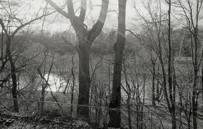 Bare trees in forest