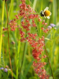 Close-up of red flowering plant