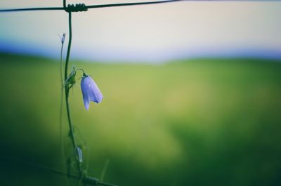Close-up of flower against blurred background