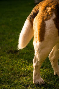 Close-up of dog on field