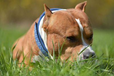 Close-up of dog on field